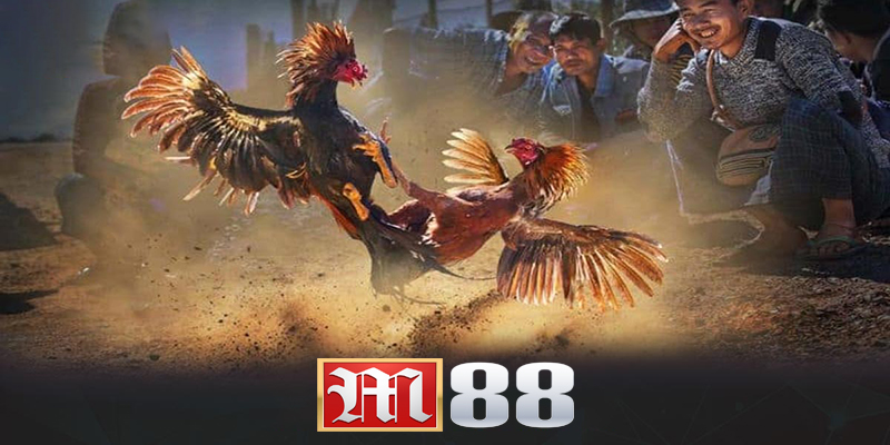 Đá gà M88 | Sân chơi đẳng cấp cho những tay chơi thực thụ